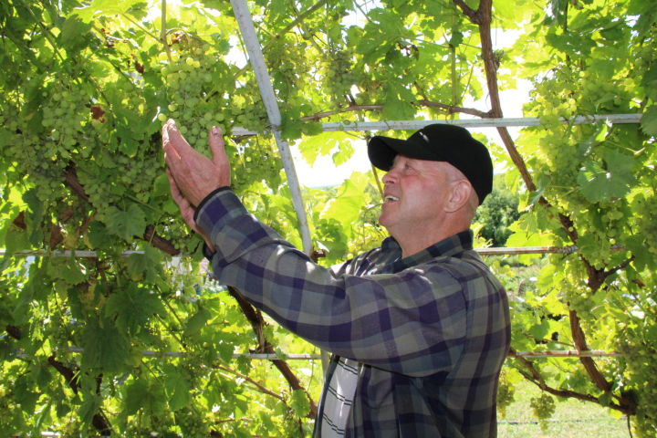 Алабуга районының Танайка авылында гомер итүче Владимир Виноградов 20 ел виноград үстерү белән шөгыльләнә