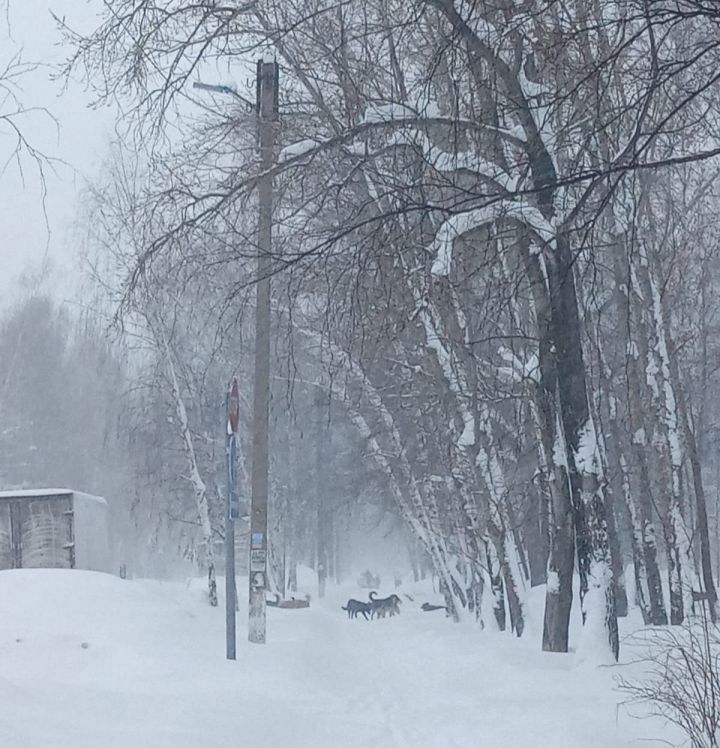 Алабугалыларга хуҗасыз этләр турында хәбәр итүләрен сорыйлар