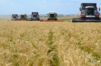 Яңгырлар 300 тоннага якын ашлыкны җыеп бетерергә комачаулаган