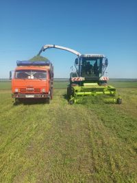 Алабуга районы терлек азыгы әзерләү буенча Татарстанда алда бара