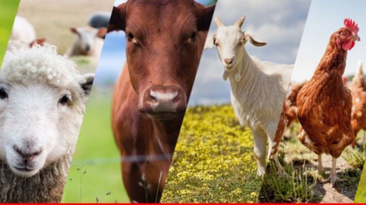 Минсельхоз Татарстана объявляет конкурсный отбор на предоставление грантов начинающим сельскохозяйственных потребительских кооперативов